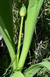 Allium stipitatum. Стрелка с бутоном и нижние части листьев. Узбекистан, Джизакская обл., Зааминский р-н, Зааминский национальный парк, глинистый склон сая. 22.04.2018.
