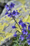 Delphinium caucasicum