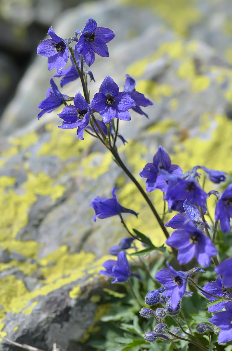 Image of Delphinium caucasicum specimen.