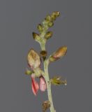 Indigofera articulata