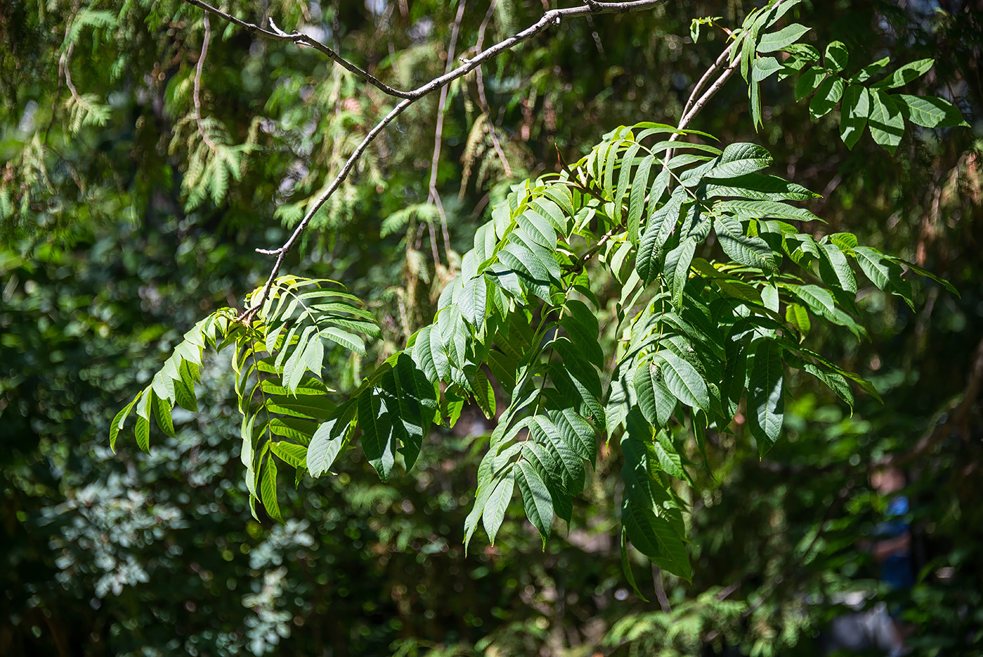 Изображение особи Pterocarya rhoifolia.