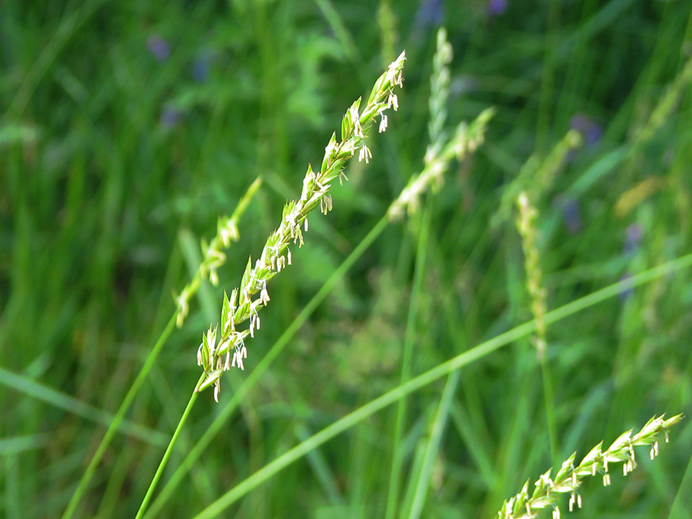 Изображение особи Elytrigia repens.