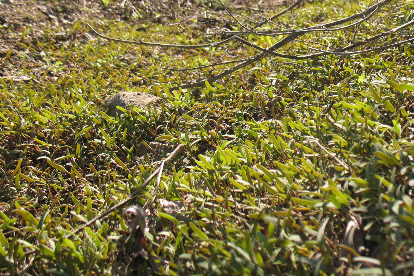 Image of Atriplex sagittata specimen.