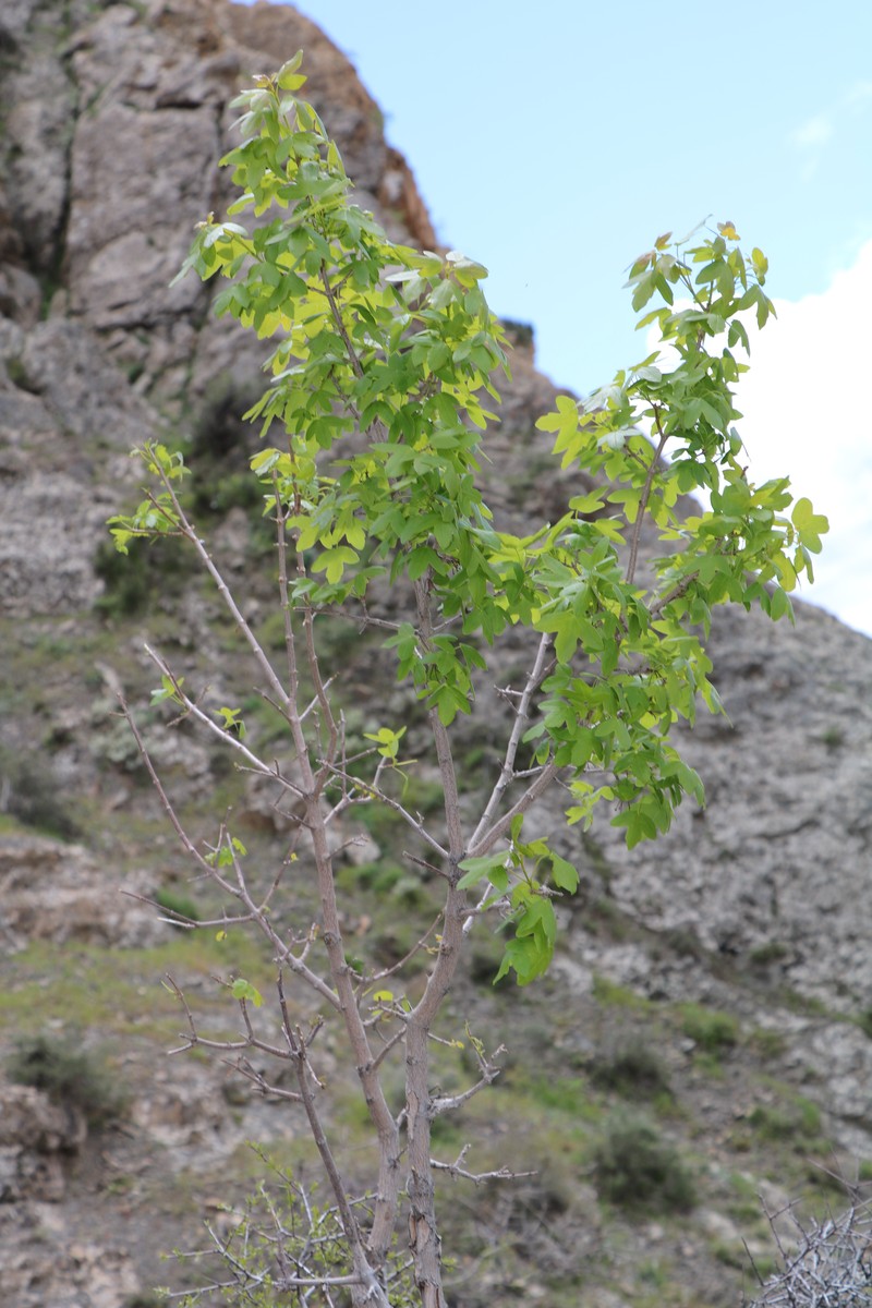 Image of Acer ibericum specimen.