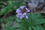 Cardamine quinquefolia. Верхушка цветущего растения. Республика Адыгея, левый борт долины р. Белая на участке от скалы Пронеси Господи до устья руч. Большой Руфабго, буковый лес. 07.04.2019.