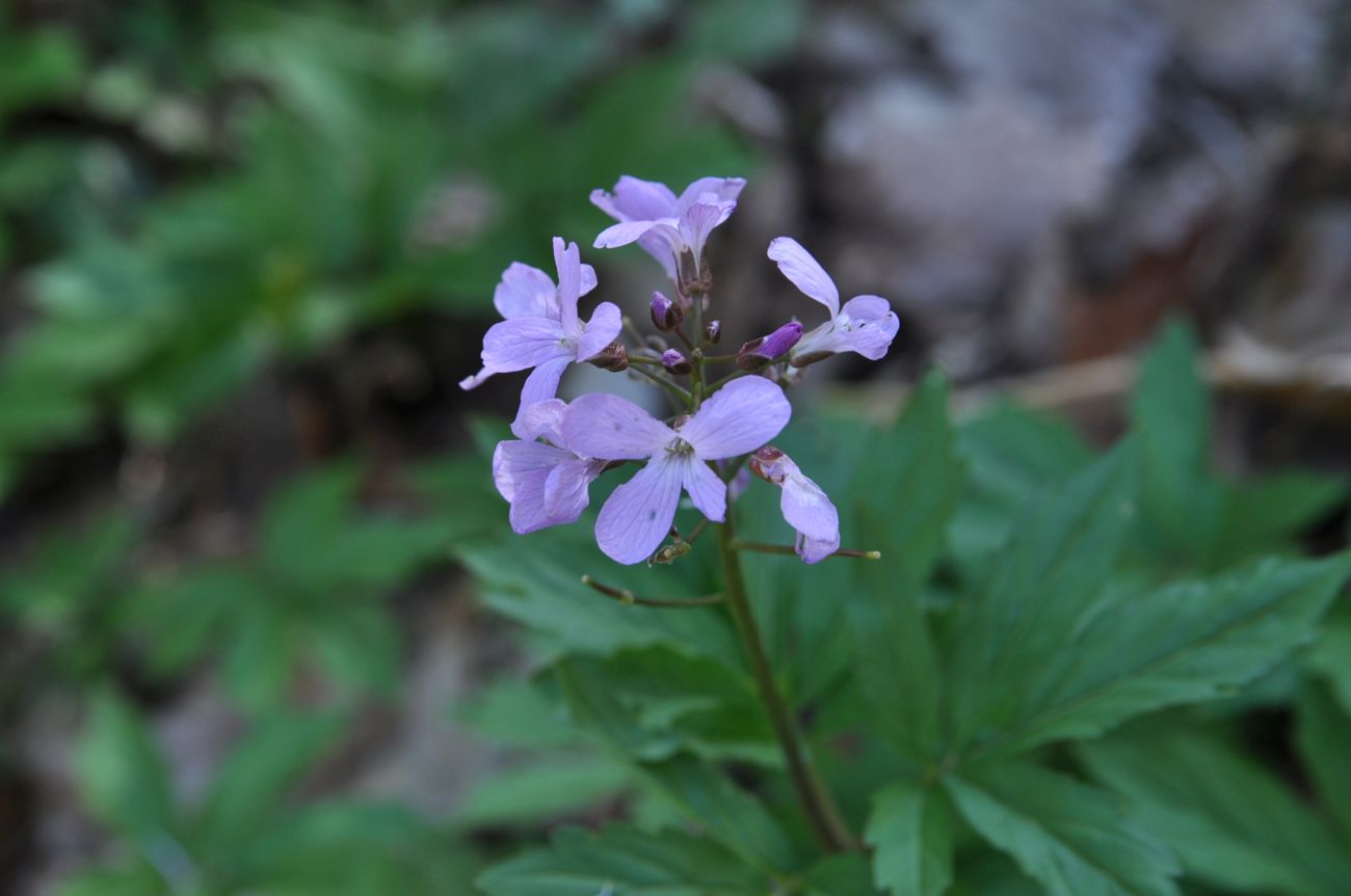 Image of Cardamine quinquefolia specimen.