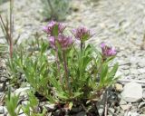 род Thymus