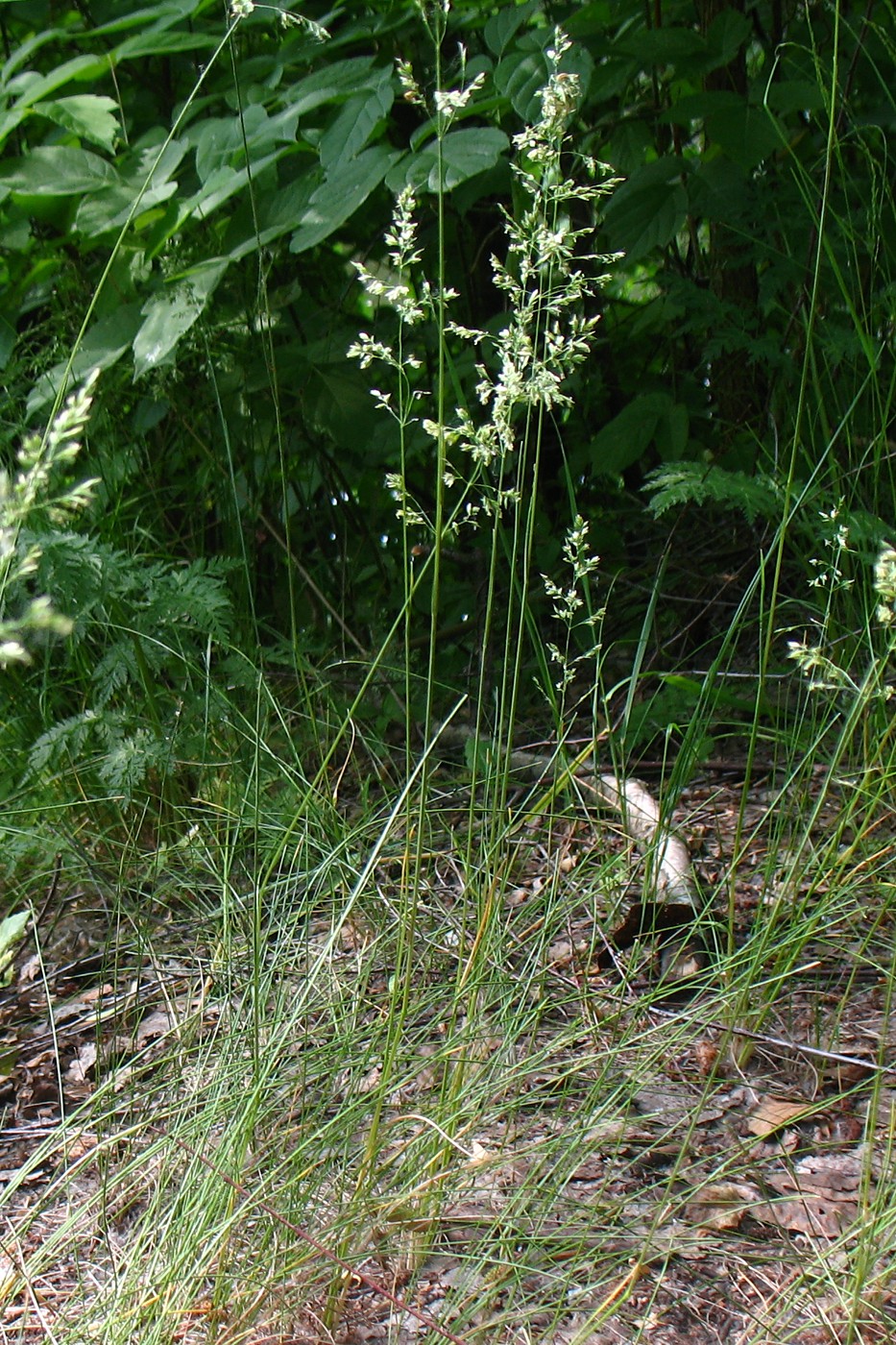 Изображение особи Poa angustifolia.