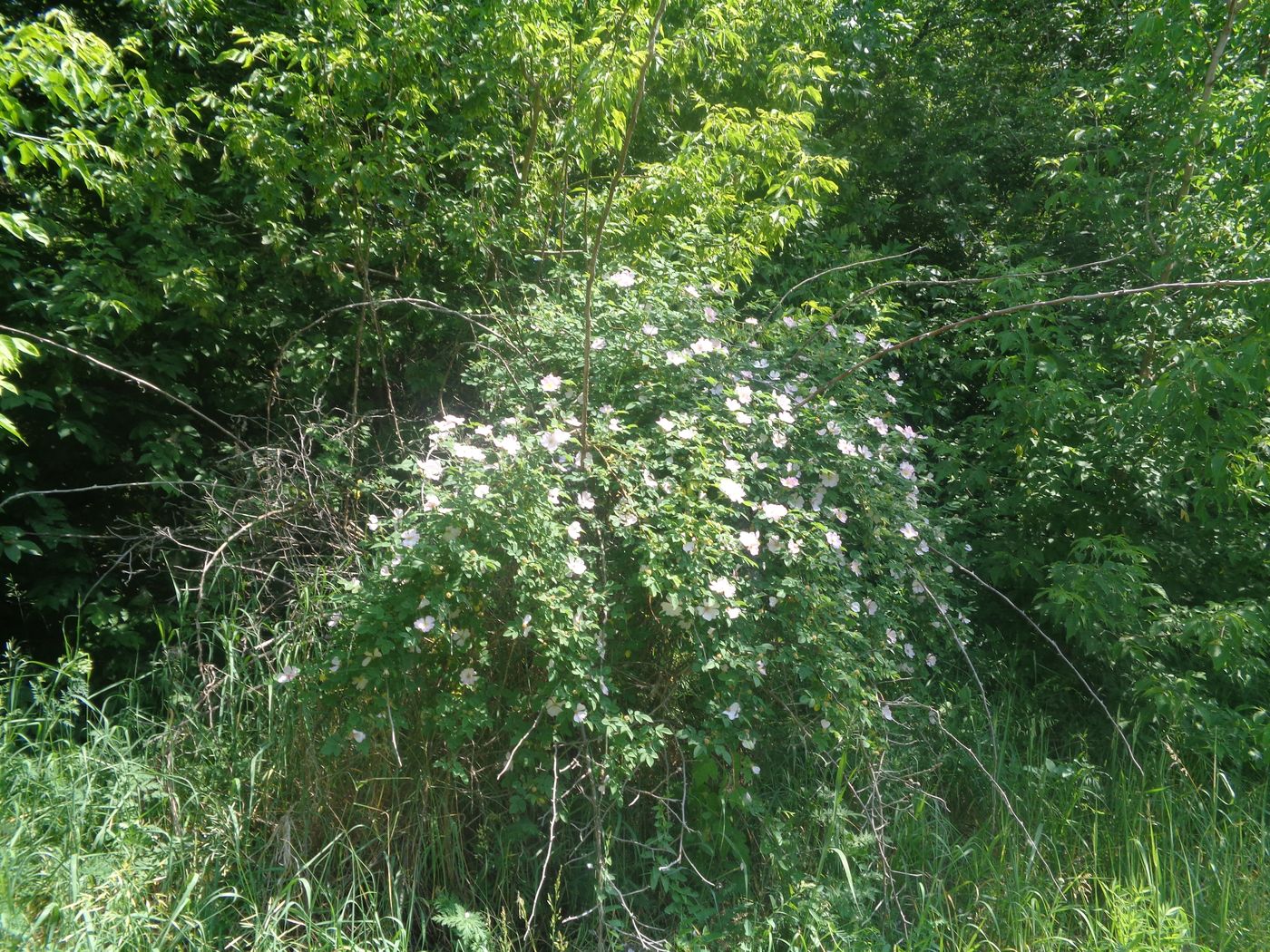 Image of genus Rosa specimen.