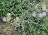 genus Astragalus. Цветущее растение. Дагестан, Докузпаринский р-н, окр. с. Усухчай, ок. 1400 м н.у.м., каменистый склон. 04.06.2019.