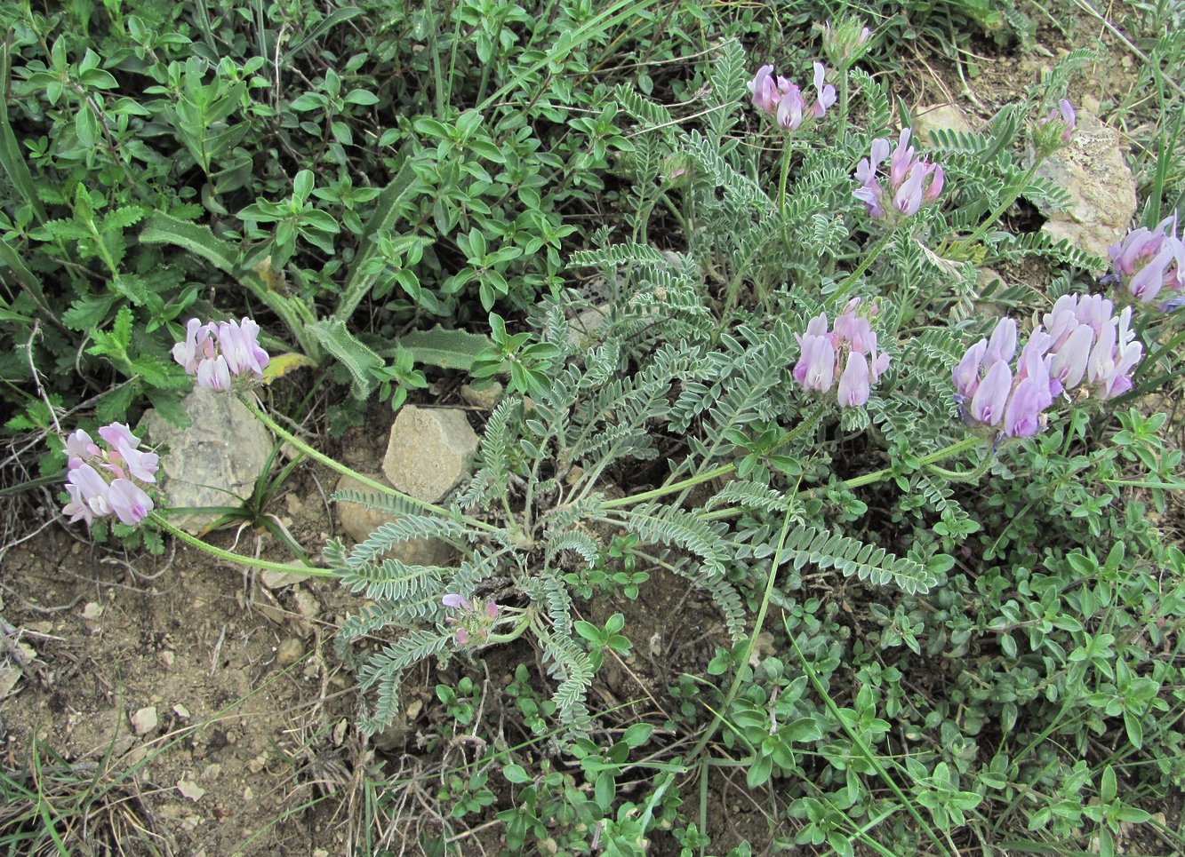 Изображение особи род Astragalus.