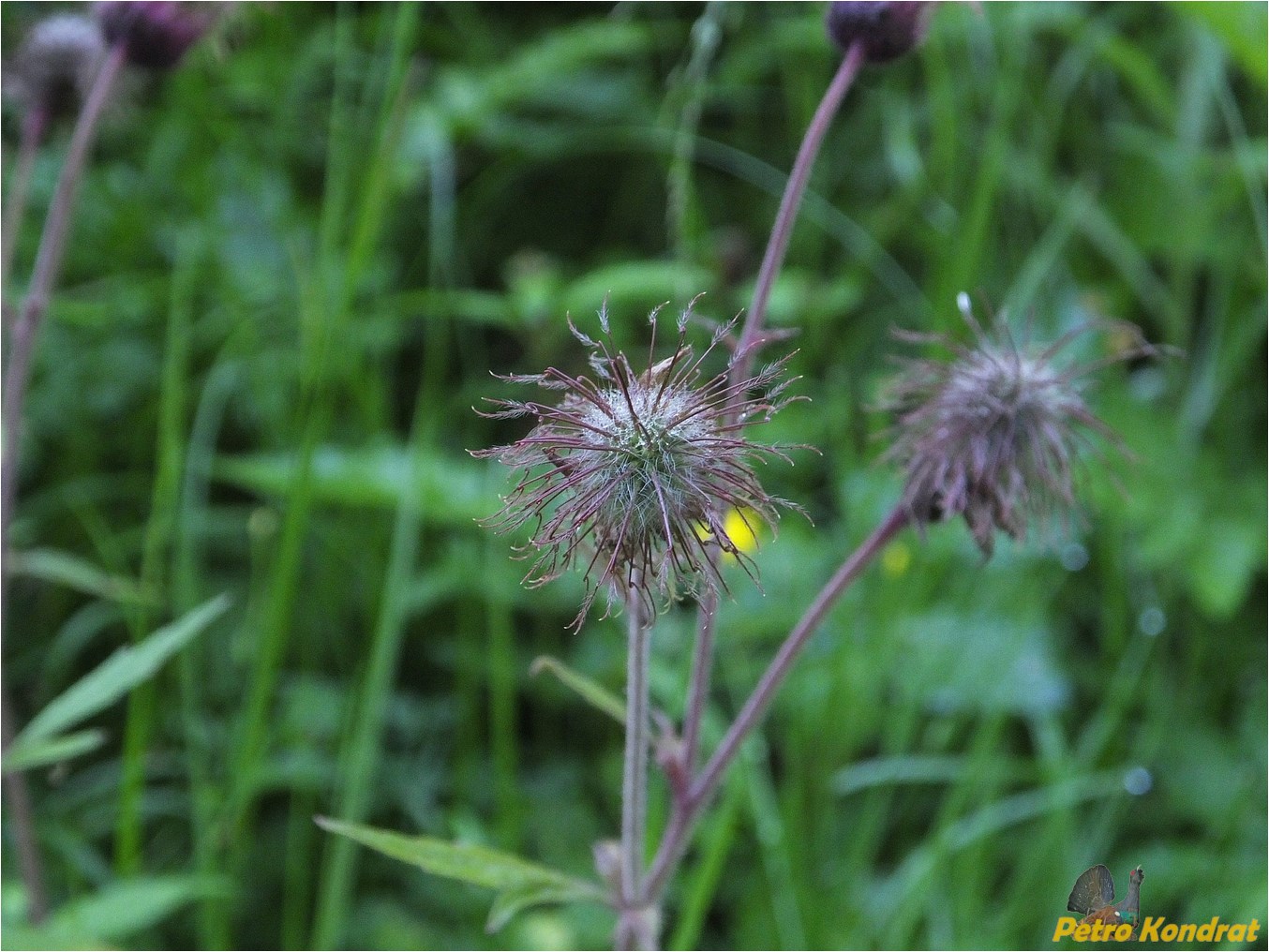 Image of Geum rivale specimen.