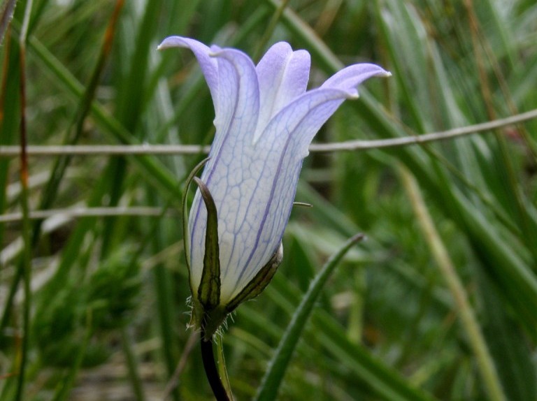 Image of Campanula ciliata specimen.