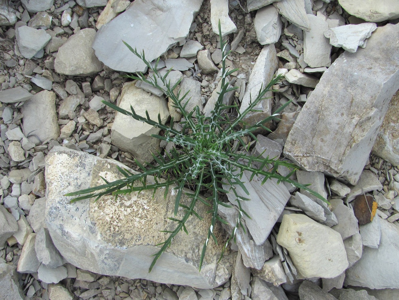 Image of Lamyra echinocephala specimen.