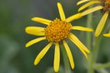 Senecio taraxacifolius. Соцветие-корзинка. Карачаево-Черкесия, Зеленчукский р-н, окр. пос. Архыз, Софийский хр., юж. склон пер. Кёль-Ауш (спуск к Софийским озёрам), 2845 м н.у.м., каменистый склон. 07.08.2018.