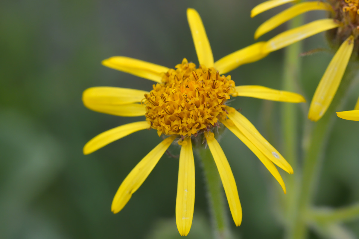 Изображение особи Senecio taraxacifolius.