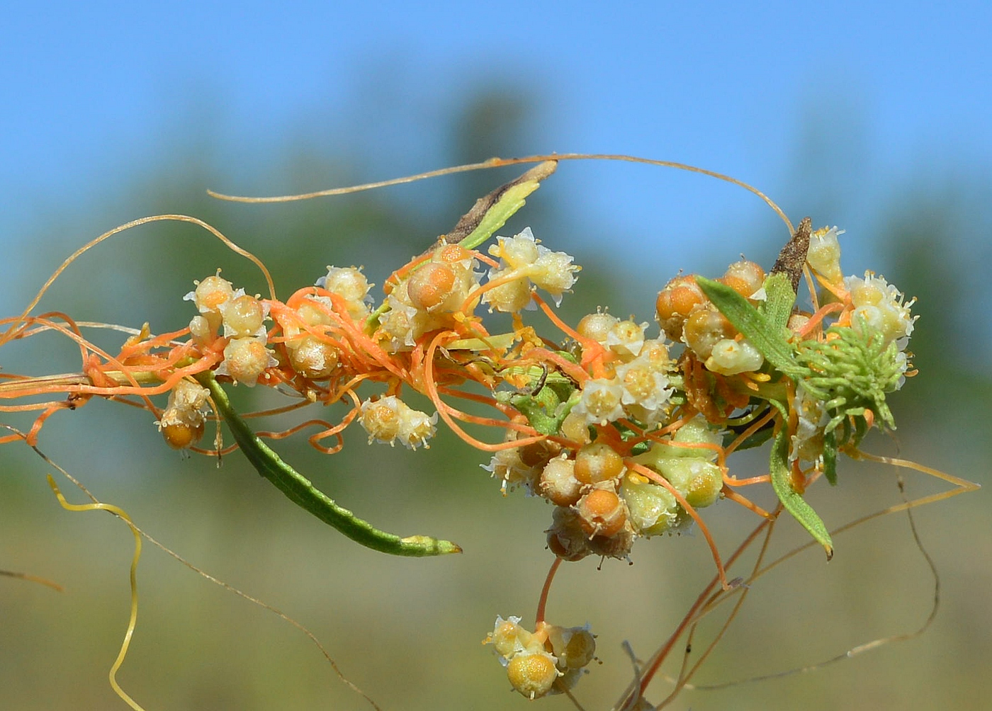 Image of Cuscuta cesatiana specimen.