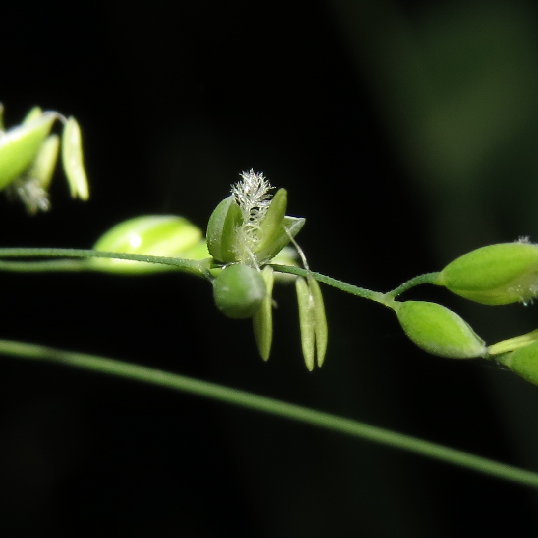 Изображение особи Milium effusum.