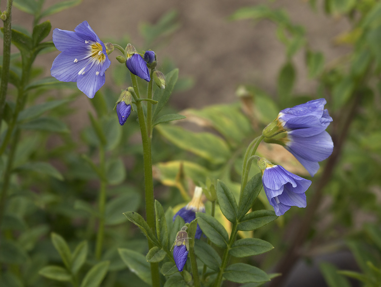 Image of Polemonium boreale specimen.