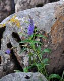 Veronica longifolia. Верхушка цветущего растения. Челябинская обл., Катав-Ивановский р-н, долина р. Тюлюк, каменистый берег реки. 30.07.2019.