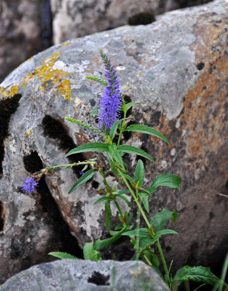 Изображение особи Veronica longifolia.