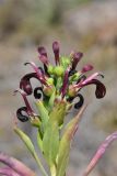 Lobelia polyphylla