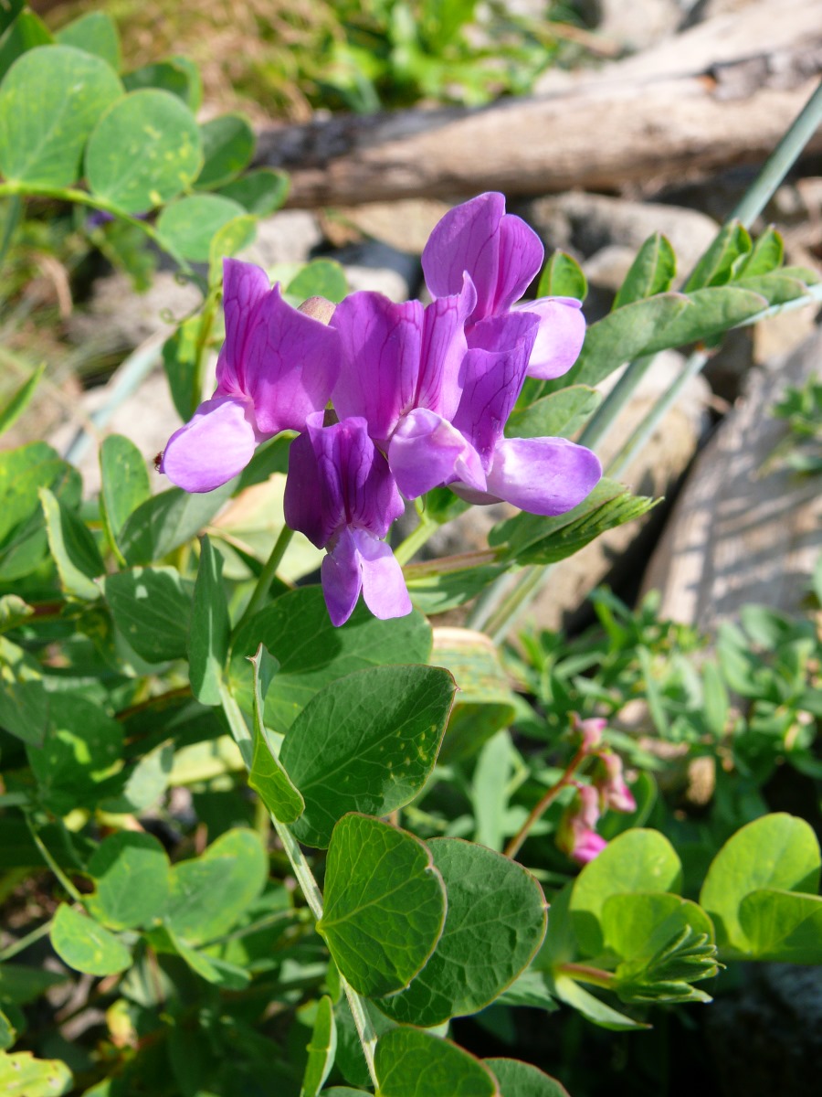 Image of Lathyrus japonicus specimen.