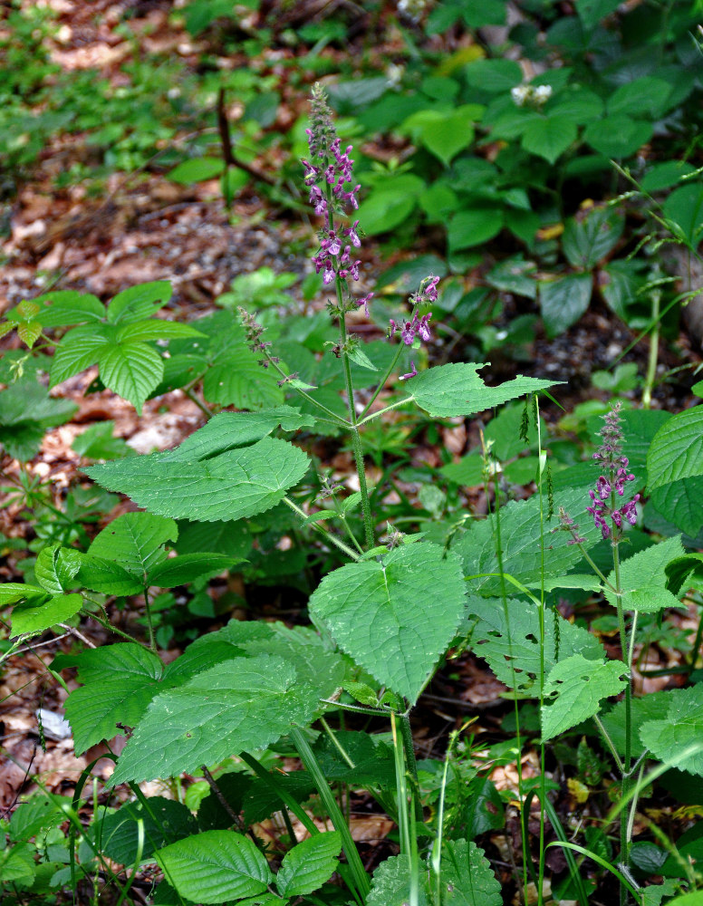 Изображение особи Stachys sylvatica.