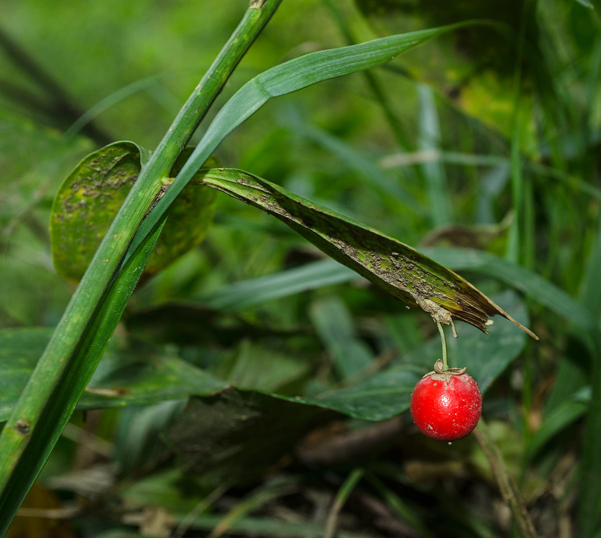 Изображение особи Ruscus colchicus.