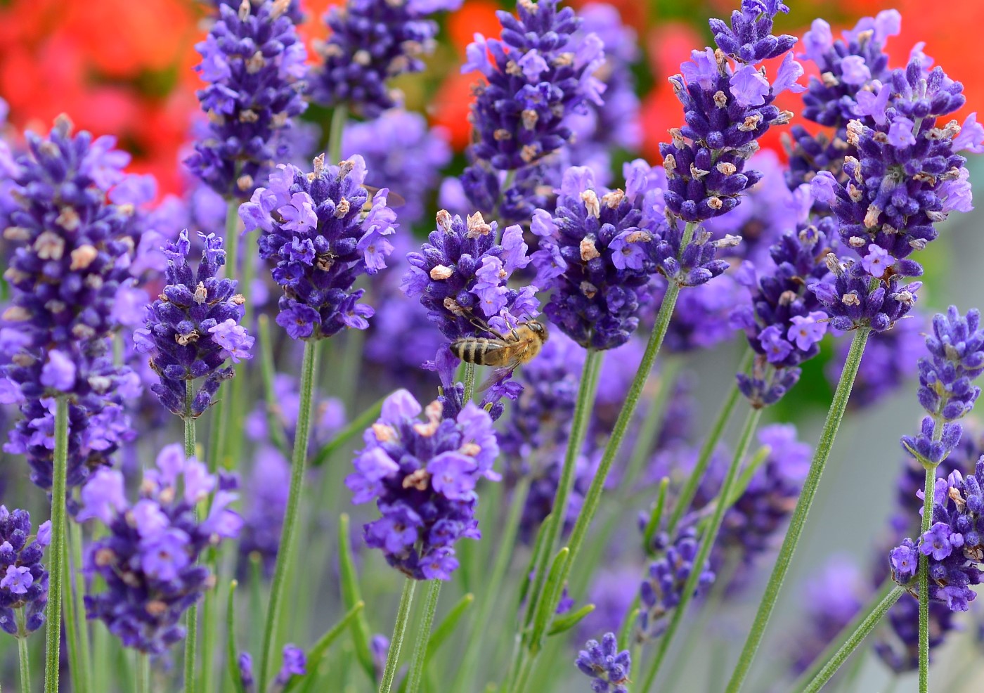 Изображение особи род Lavandula.