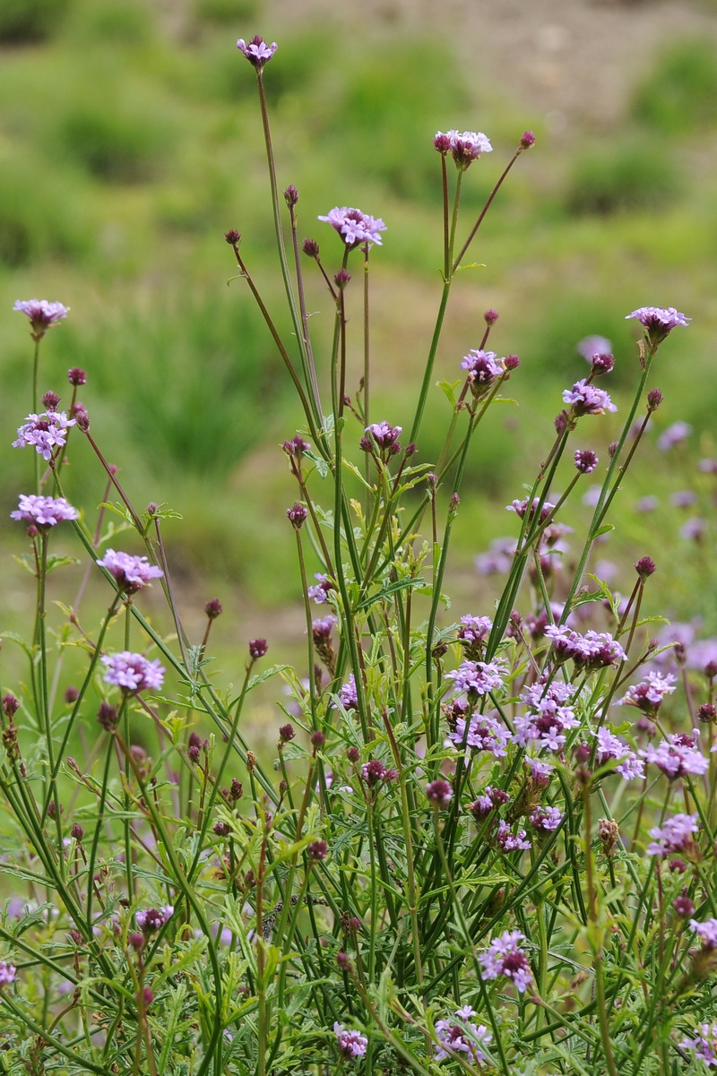 Image of Glandularia lilacina specimen.