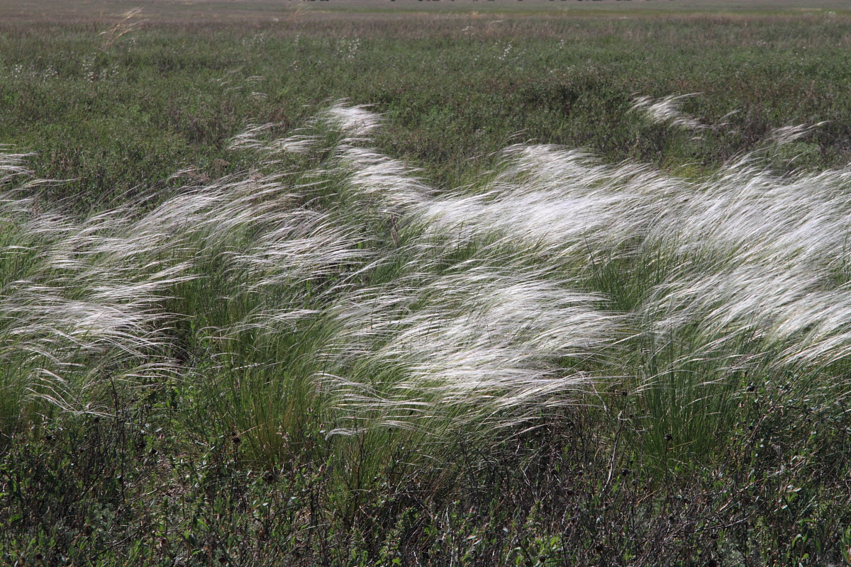 Изображение особи Stipa lessingiana.