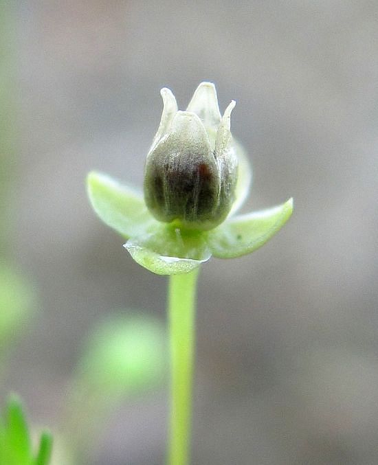 Image of Sagina procumbens specimen.