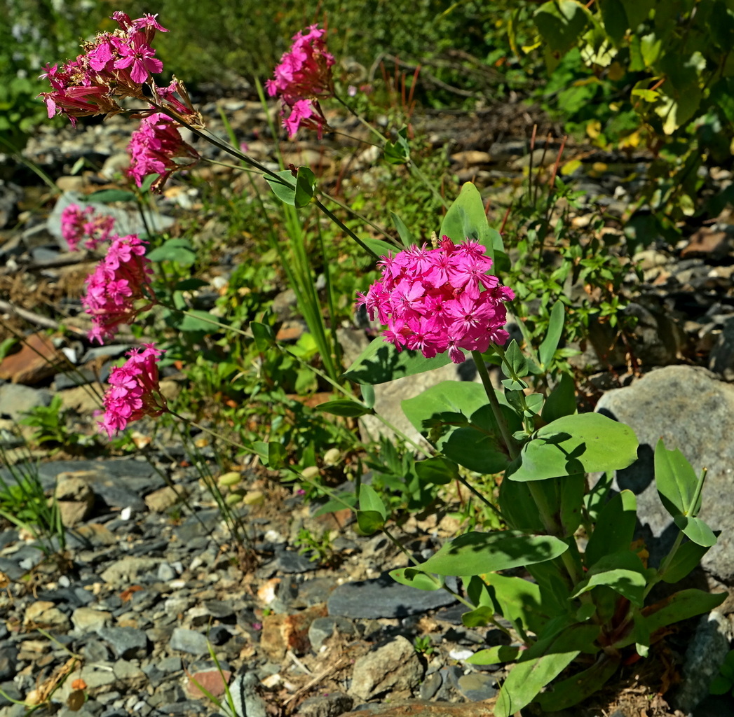 Изображение особи Silene compacta.