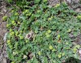 genus Alchemilla. Цветущие растения. Кыргызстан, Чуйская обл., Панфиловский р-н, южные окр. перевала Тоо-Ашуу. 24.05.2019.