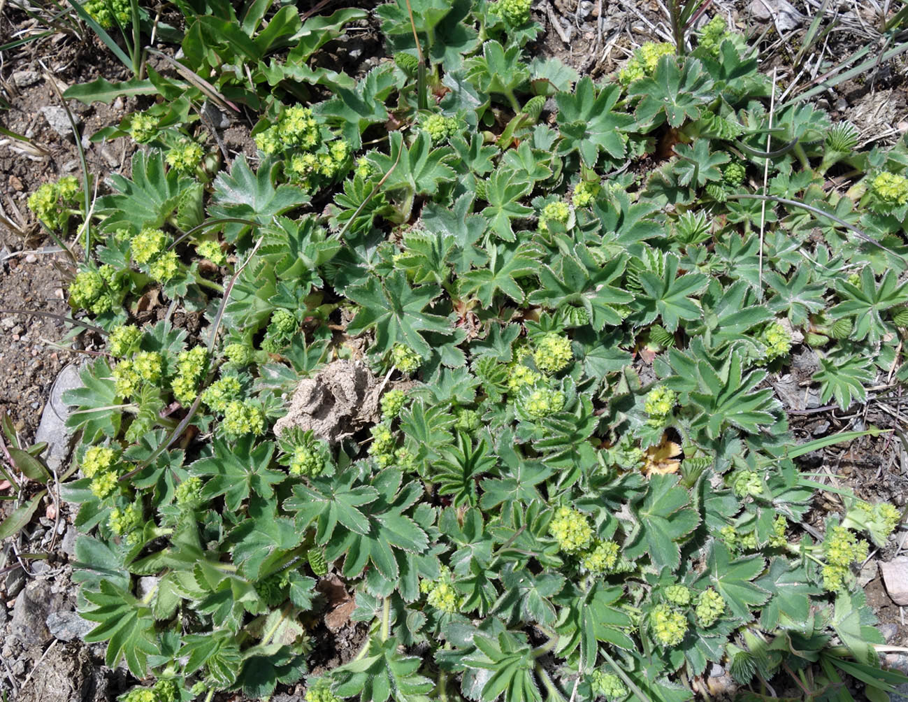 Image of genus Alchemilla specimen.
