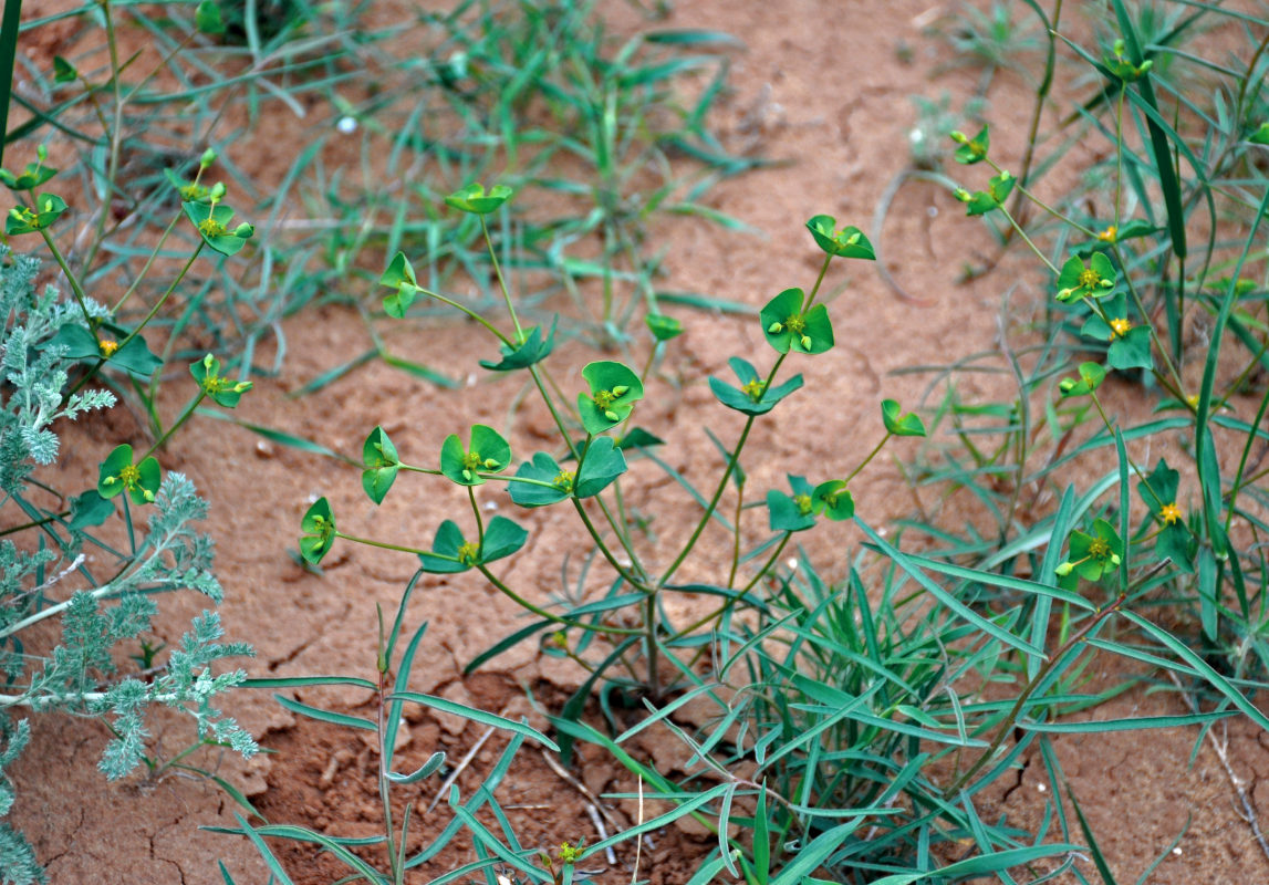 Изображение особи Euphorbia praecox.