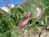 Astragalus schmalhausenii. Плоды. Казахстан, Туркестанская (Южно-Казахстанская) обл., Сырдарья-Туркестанский государственный региональный природный парк, Боралдайский филиал, дол. р. Боралдай. 22.05.2018.