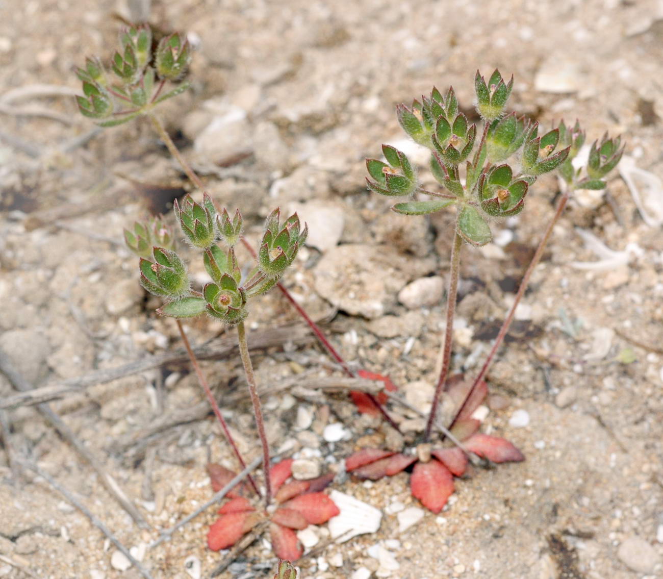 Image of Androsace maxima specimen.