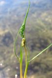 Ruppia spiralis