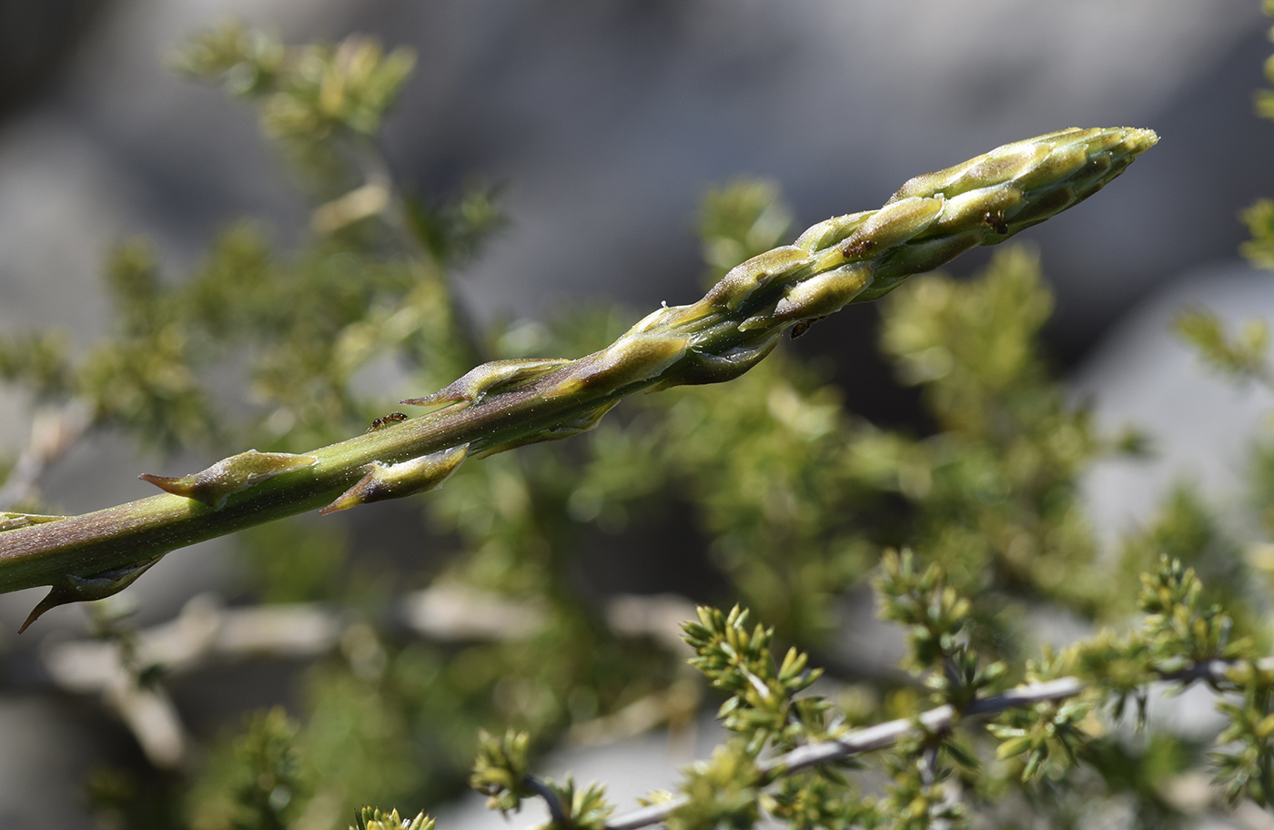 Image of Asparagus acutifolius specimen.