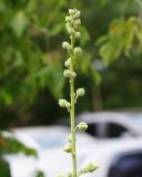 Alcea rugosa