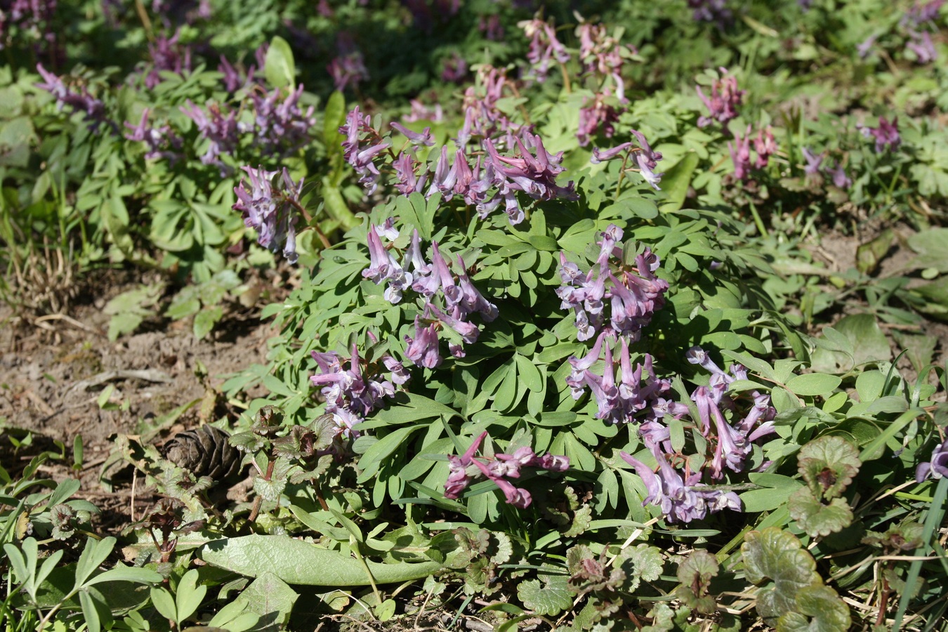 Изображение особи Corydalis solida.