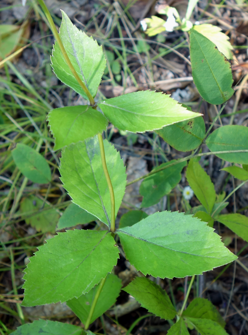 Image of genus Adenophora specimen.