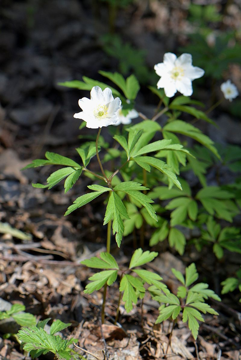 Изображение особи Anemone nemorosa.