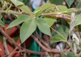 Passiflora mixta. Лист. Перу, г. Куско, открытый ботанический сад на городской площади. 13.10.2019.