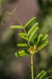 Vicia grandiflora