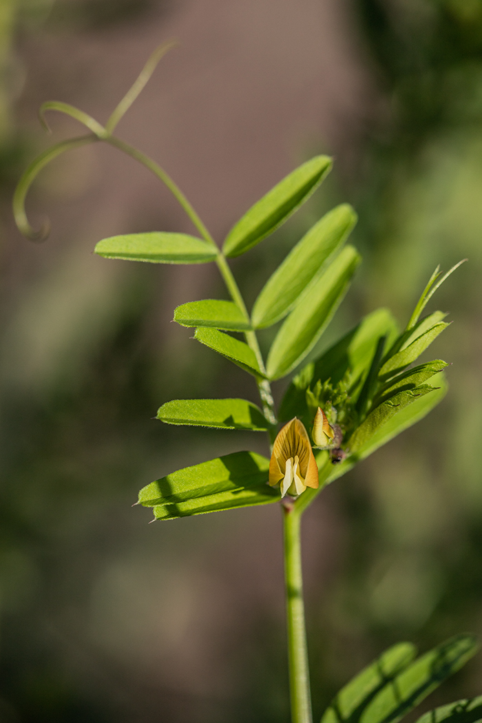 Image of Vicia grandiflora specimen.