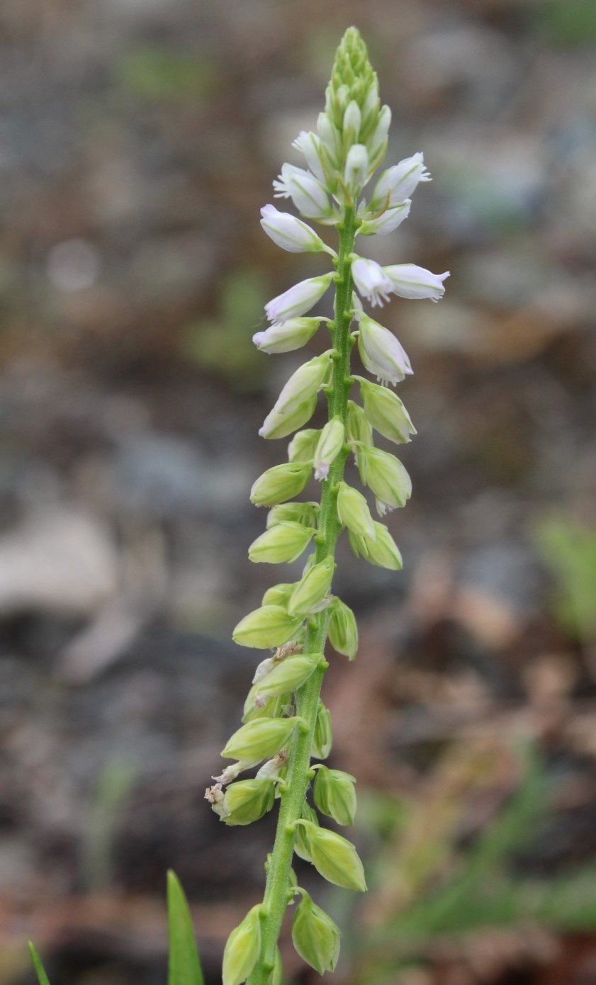 Image of Polygala hybrida specimen.