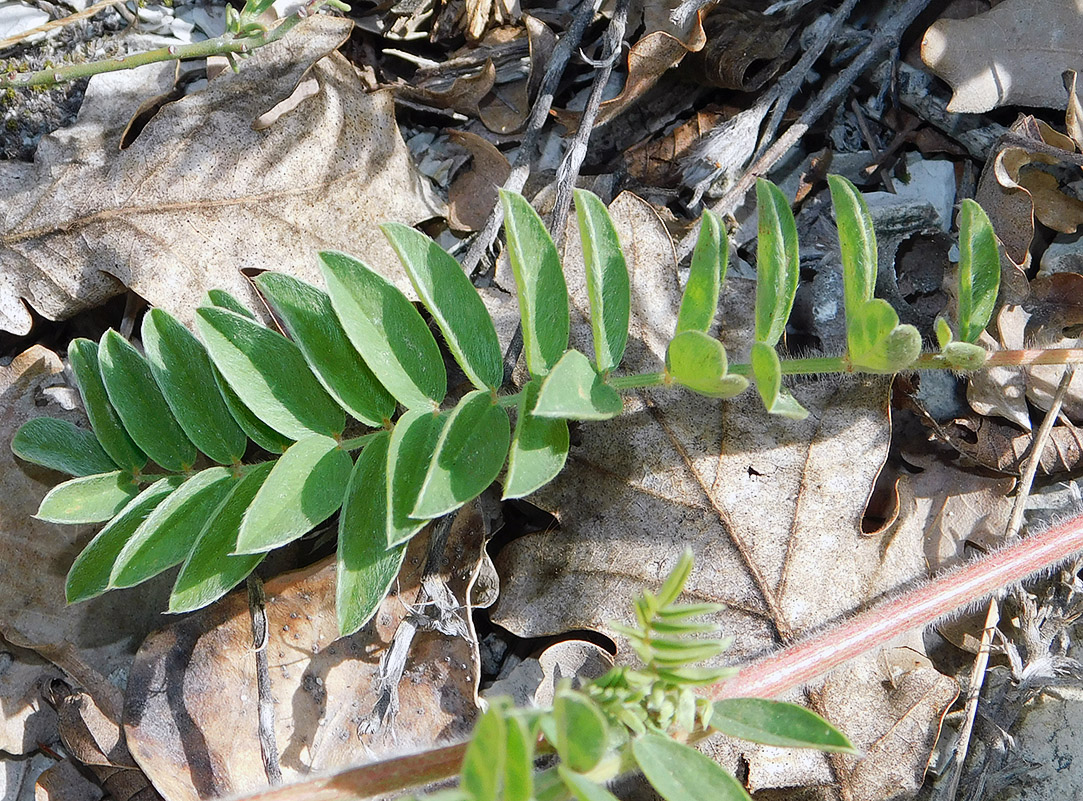 Image of Onobrychis miniata specimen.